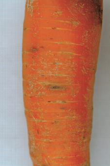 Symptôme de cavity spot (maladie de la tache) sur carotte, microtache typique
